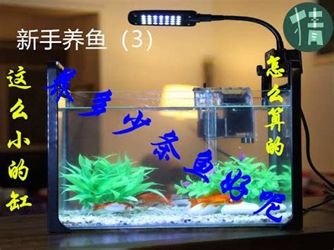 魚缸魚隻數量|【魚要養幾隻】養魚招財，數量要養幾隻最旺？風水專。